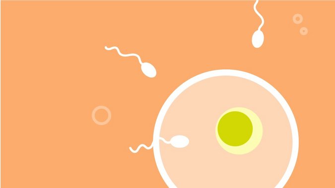 Urologium illustration Infertilität und Kinderwunsch